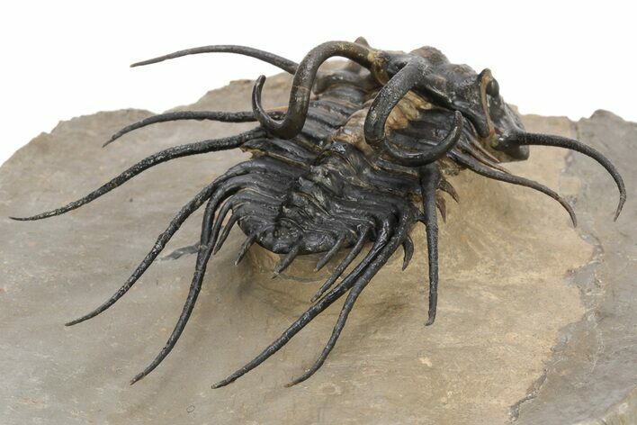 Bizarre Dicranurus Trilobite - Spectacular Preparation #227803